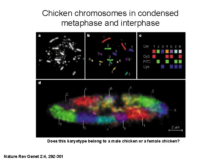 Chicken chromosomes in condensed metaphase and interphase Does this karyotype belong to a male