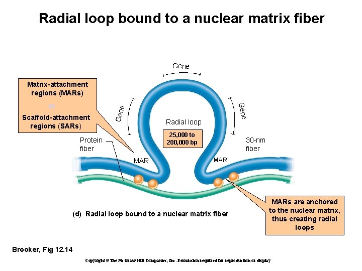 Radial loop bound to a nuclear matrix fiber Gene Scaffold-attachment regions (SARs) Gene or