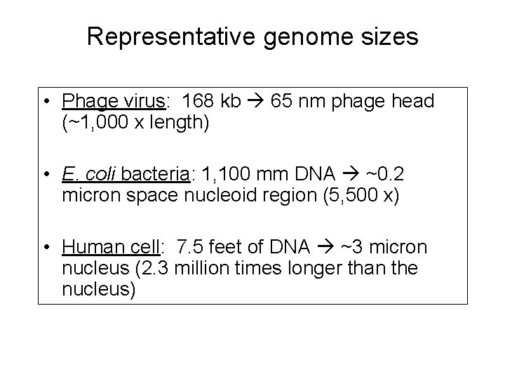 Representative genome sizes • Phage virus: 168 kb 65 nm phage head (~1, 000