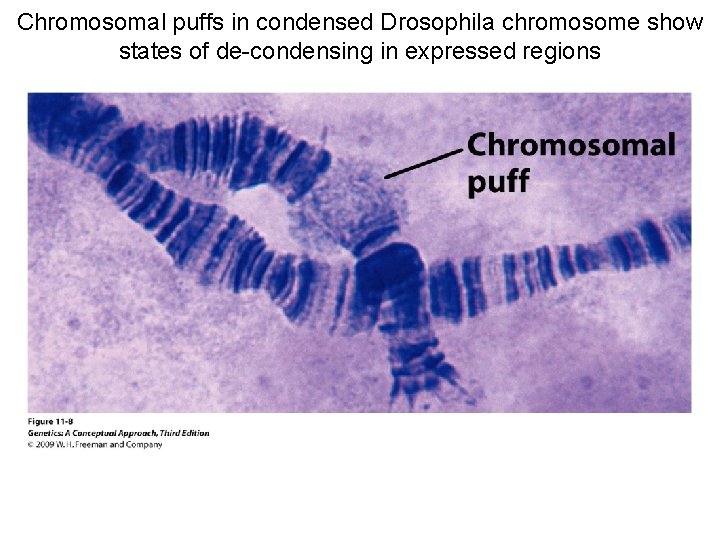 Chromosomal puffs in condensed Drosophila chromosome show states of de-condensing in expressed regions 