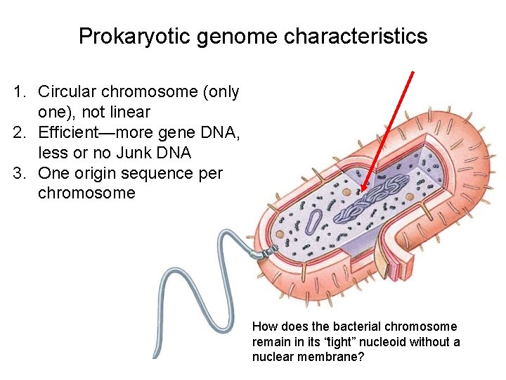 Prokaryotic genome characteristics 1. Circular chromosome (only one), not linear 2. Efficient—more gene DNA,