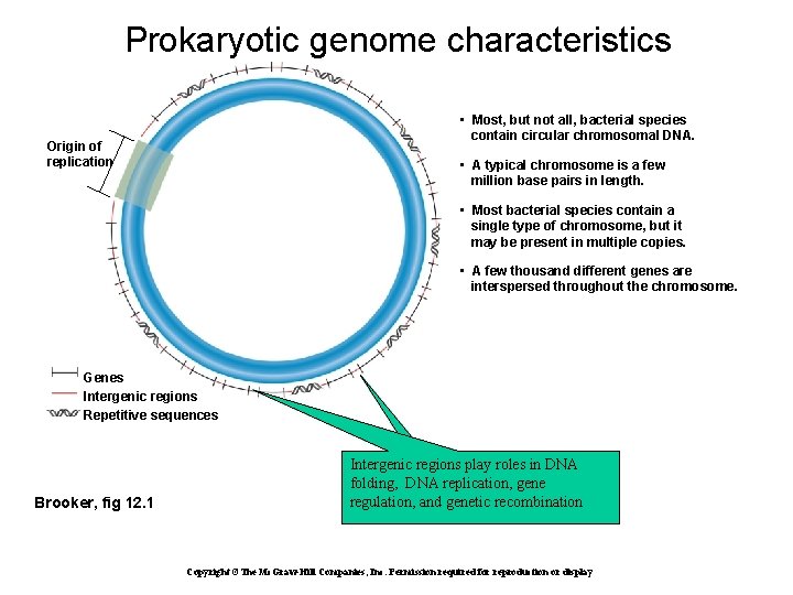 Prokaryotic genome characteristics • Most, but not all, bacterial species contain circular chromosomal DNA.