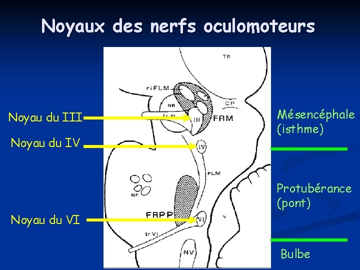 Noyaux des nerfs oculomoteurs Noyau du III Noyau du IV Mésencéphale (isthme) Protubérance (pont) Noyaux des nerfs oculomoteurs Noyau du III Noyau du IV Mésencéphale (isthme) Protubérance (pont)