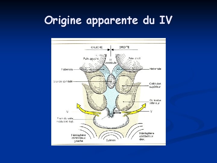 Origine apparente du IV Origine apparente du IV