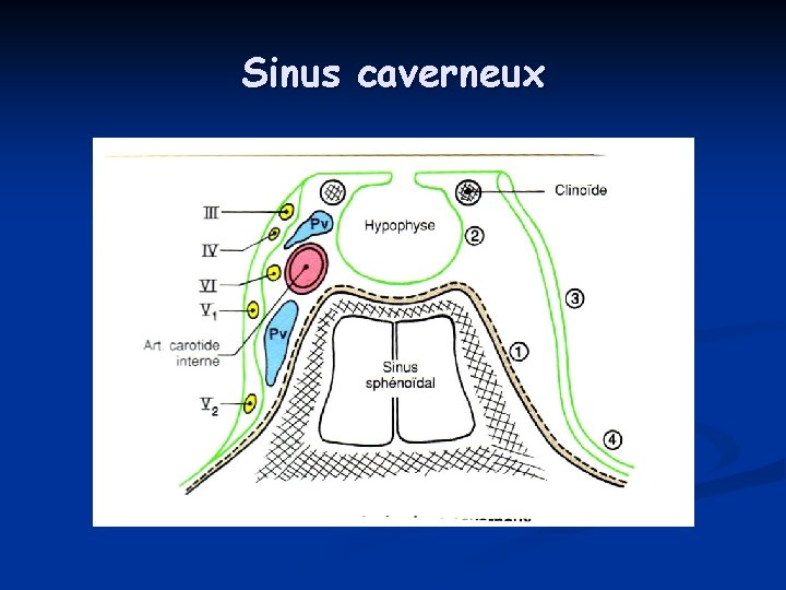 Sinus caverneux Sinus caverneux