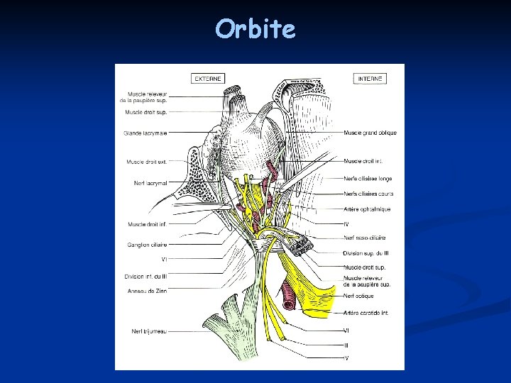 Orbite Orbite