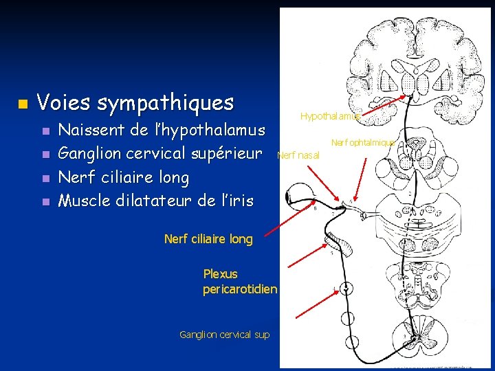 n Voies sympathiques n n Naissent de l’hypothalamus Ganglion cervical supérieur Nerf ciliaire long n Voies sympathiques n n Naissent de l’hypothalamus Ganglion cervical supérieur Nerf ciliaire long