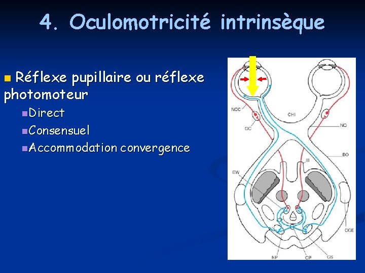 4. Oculomotricité intrinsèque Réflexe pupillaire ou réflexe photomoteur n n. Direct n. Consensuel n. 4. Oculomotricité intrinsèque Réflexe pupillaire ou réflexe photomoteur n n. Direct n. Consensuel n.