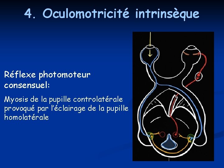 4. Oculomotricité intrinsèque Réflexe photomoteur consensuel: Myosis de la pupille controlatérale provoqué par l’éclairage 4. Oculomotricité intrinsèque Réflexe photomoteur consensuel: Myosis de la pupille controlatérale provoqué par l’éclairage