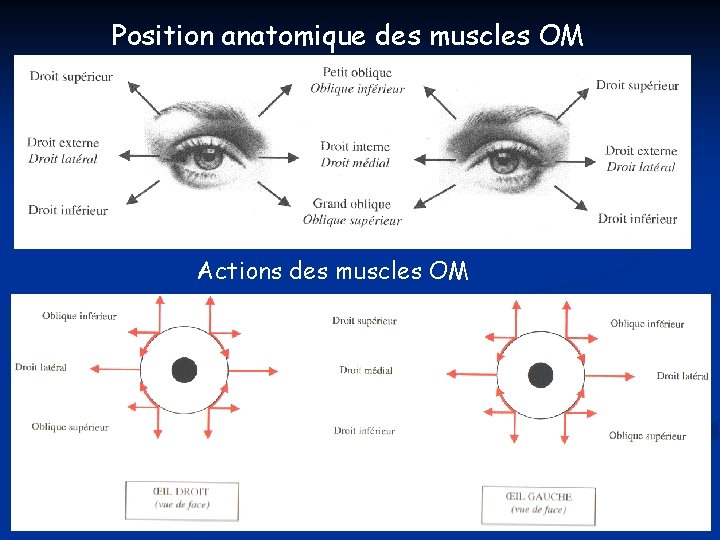Position anatomique des muscles OM Actions des muscles OM Position anatomique des muscles OM Actions des muscles OM