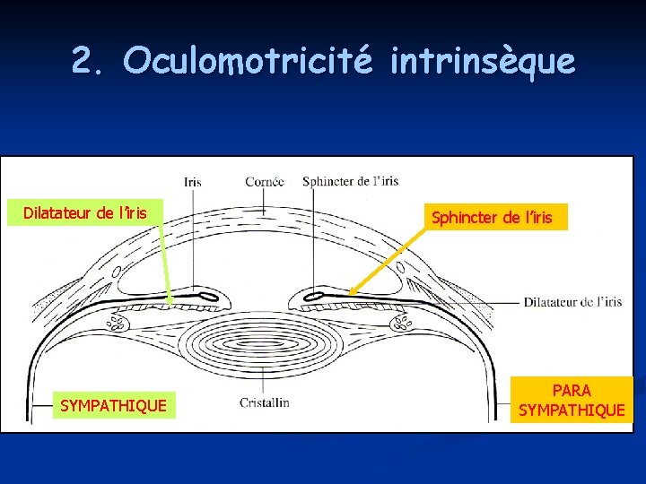 2. Oculomotricité intrinsèque Dilatateur de l’iris SYMPATHIQUE Sphincter de l’iris PARA SYMPATHIQUE 2. Oculomotricité intrinsèque Dilatateur de l’iris SYMPATHIQUE Sphincter de l’iris PARA SYMPATHIQUE