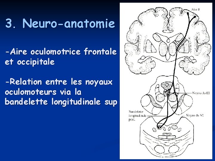 3. Neuro-anatomie -Aire oculomotrice frontale et occipitale -Relation entre les noyaux oculomoteurs via la 3. Neuro-anatomie -Aire oculomotrice frontale et occipitale -Relation entre les noyaux oculomoteurs via la