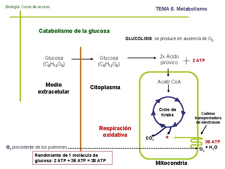 Biología. Curso de acceso TEMA 6. Metabolismo Catabolismo de la glucosa GLUCOLISIS: se produce