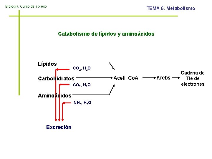 Biología. Curso de acceso TEMA 6. Metabolismo Catabolismo de lípidos y aminoácidos Lípidos CO