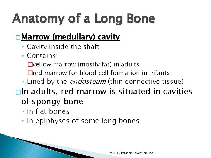 Anatomy of a Long Bone � Marrow (medullary) cavity ◦ Cavity inside the shaft