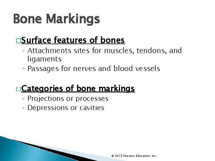 Bone Markings �Surface features of bones ◦ Attachments sites for muscles, tendons, and ligaments