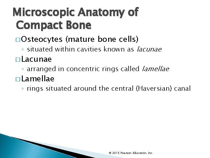 Microscopic Anatomy of Compact Bone � Osteocytes (mature bone cells) ◦ situated within cavities