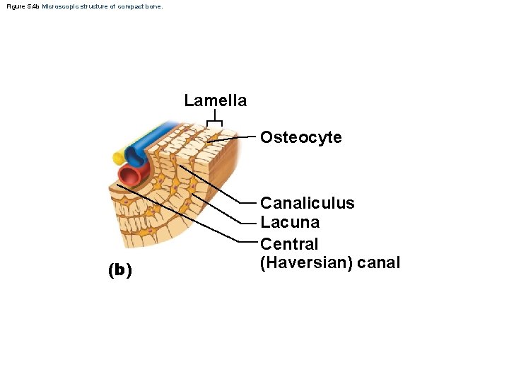 Figure 5. 4 b Microscopic structure of compact bone. Lamella Osteocyte (b) Canaliculus Lacuna