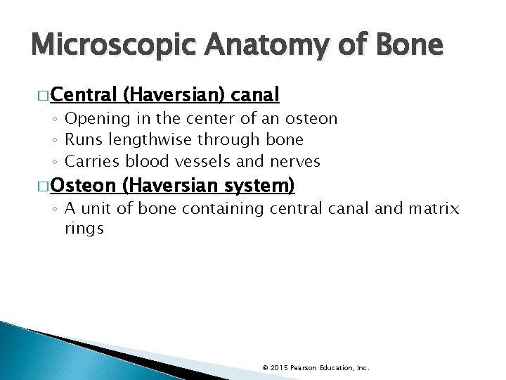 Microscopic Anatomy of Bone � Central (Haversian) canal � Osteon (Haversian system) ◦ Opening