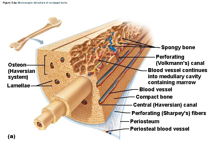 Figure 5. 4 a Microscopic structure of compact bone. Spongy bone Osteon (Haversian system)