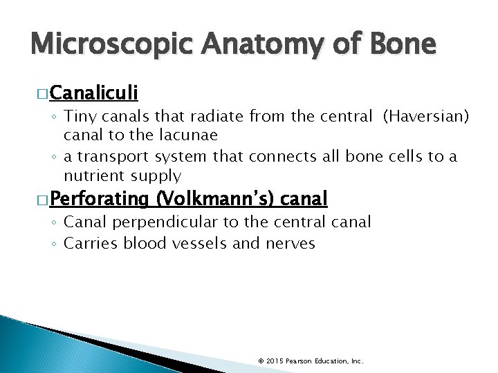 Microscopic Anatomy of Bone � Canaliculi ◦ Tiny canals that radiate from the central