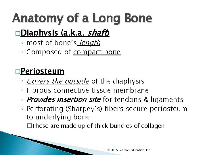 Anatomy of a Long Bone �Diaphysis (a. k. a. shaft) ◦ most of bone’s Anatomy of a Long Bone �Diaphysis (a. k. a. shaft) ◦ most of bone’s