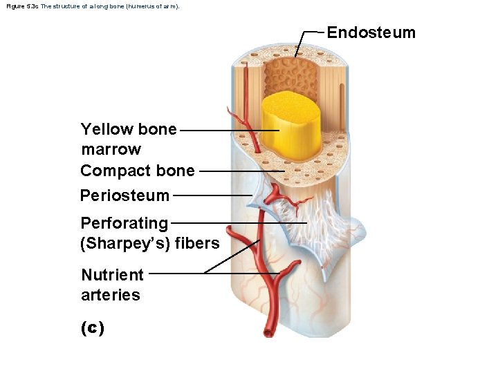 Figure 5. 3 c The structure of a long bone (humerus of arm). Endosteum