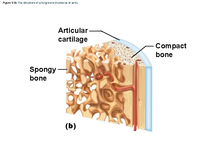 Figure 5. 3 b The structure of a long bone (humerus of arm). Articular