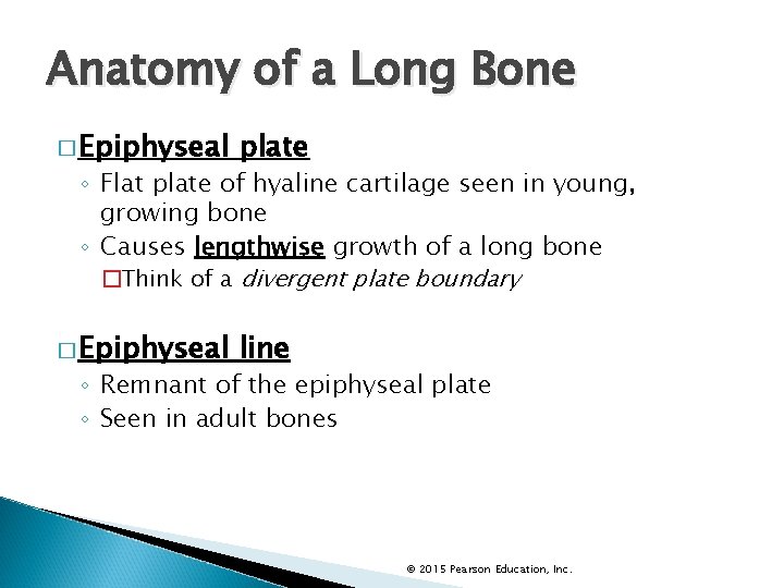 Anatomy of a Long Bone � Epiphyseal plate ◦ Flat plate of hyaline cartilage