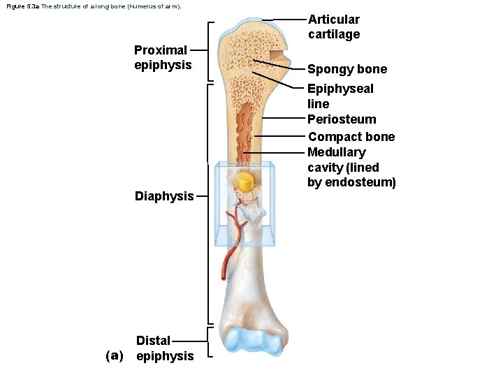 Figure 5. 3 a The structure of a long bone (humerus of arm). Articular