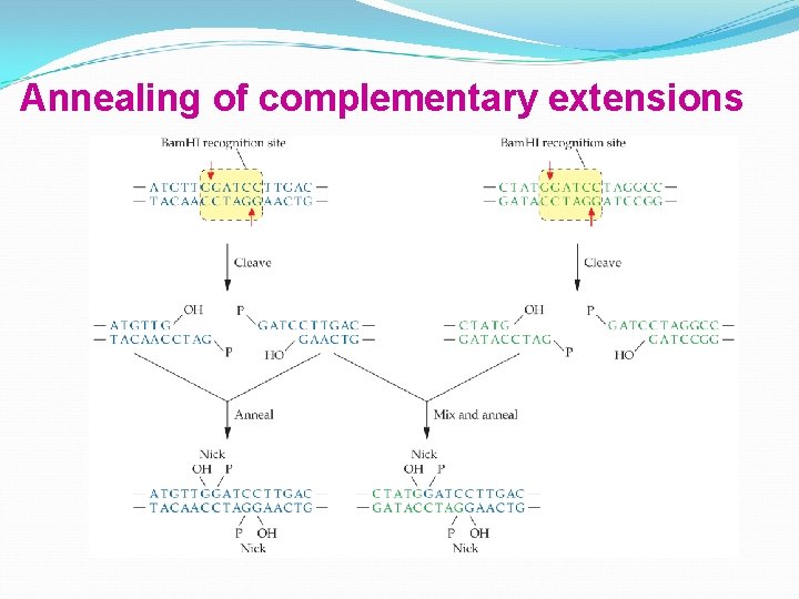 Annealing of complementary extensions 