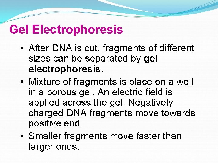 Gel Electrophoresis • After DNA is cut, fragments of different sizes can be separated