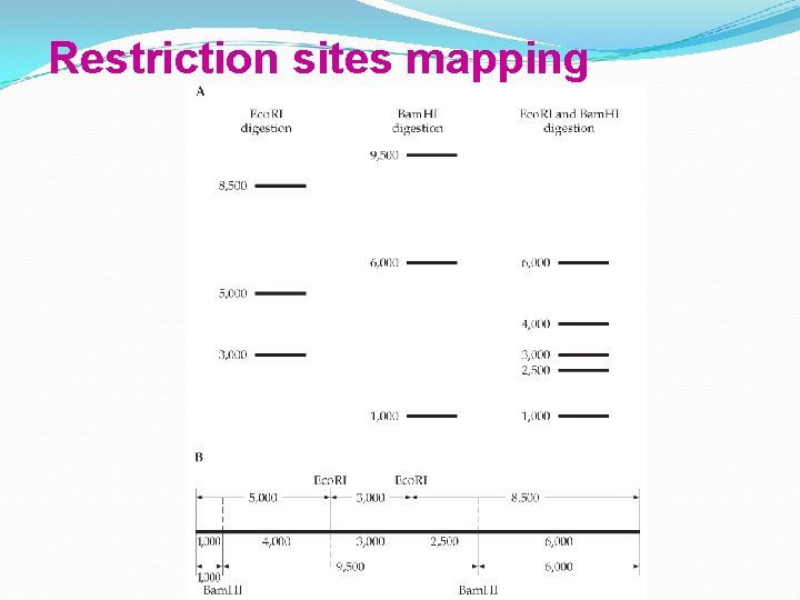 Restriction sites mapping 