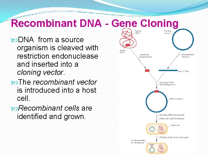 Recombinant DNA - Gene Cloning DNA from a source organism is cleaved with restriction