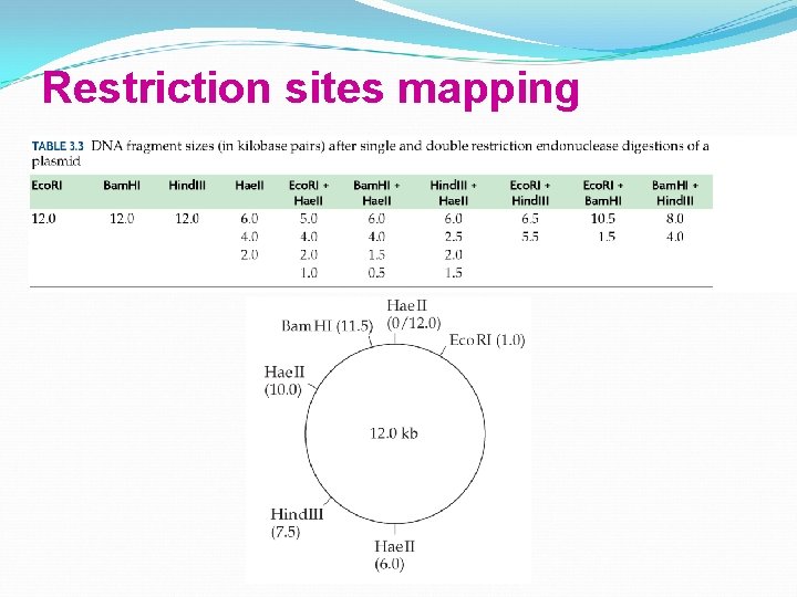 Restriction sites mapping 