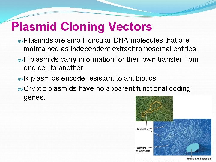 Plasmid Cloning Vectors Plasmids are small, circular DNA molecules that are maintained as independent