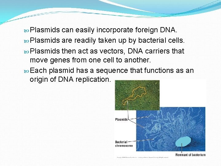  Plasmids can easily incorporate foreign DNA. Plasmids are readily taken up by bacterial