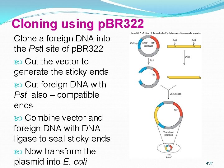 Cloning using p. BR 322 Clone a foreign DNA into the Pst. I site