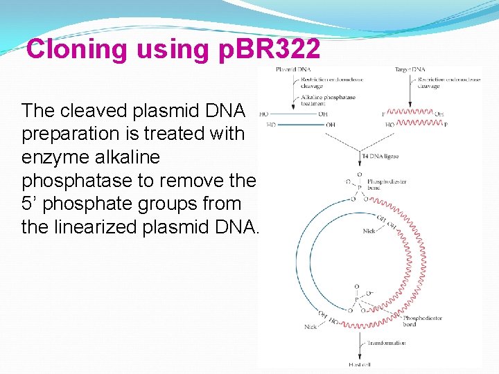 Cloning using p. BR 322 The cleaved plasmid DNA preparation is treated with enzyme