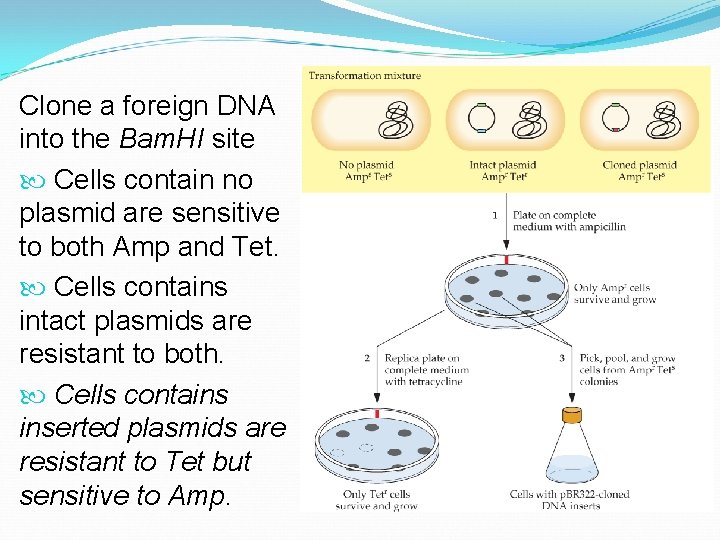 Clone a foreign DNA into the Bam. HI site Cells contain no plasmid are