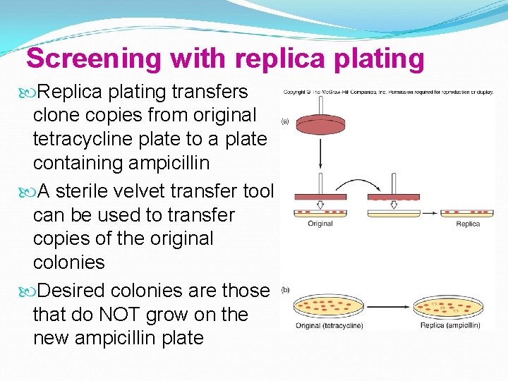 Screening with replica plating Replica plating transfers clone copies from original tetracycline plate to