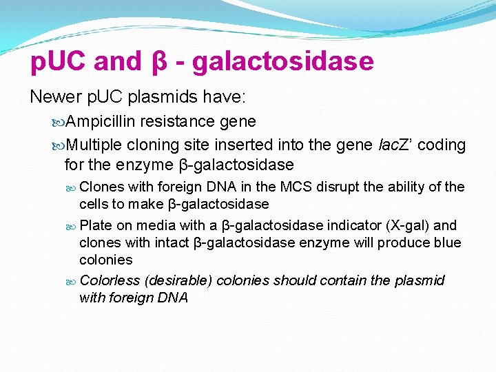 p. UC and β - galactosidase Newer p. UC plasmids have: Ampicillin resistance gene