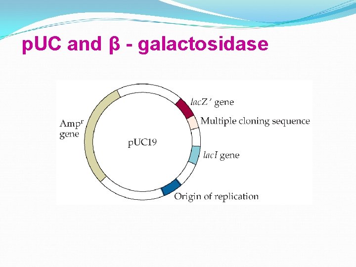 p. UC and β - galactosidase 