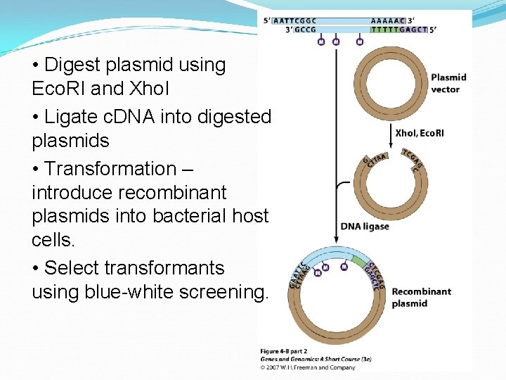  • Digest plasmid using Eco. RI and Xho. I • Ligate c. DNA