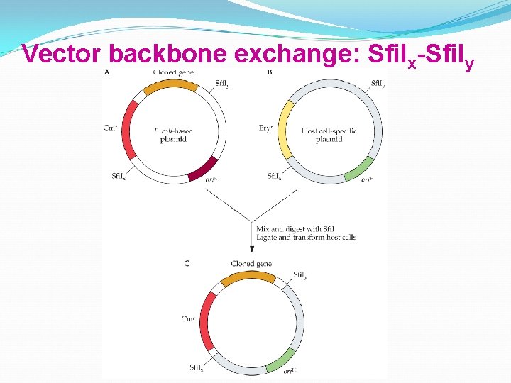 Vector backbone exchange: Sfi. Ix-Sfi. Iy 