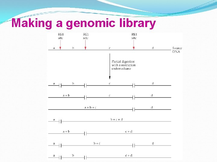 Making a genomic library 