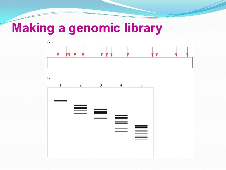 Making a genomic library 