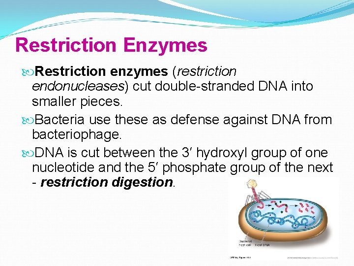 Restriction Enzymes Restriction enzymes (restriction endonucleases) cut double-stranded DNA into smaller pieces. Bacteria use