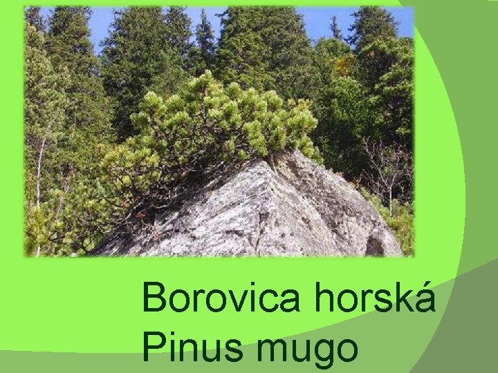 Borovica horská Pinus mugo 