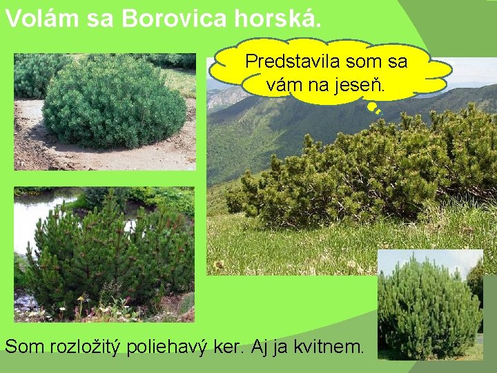 Volám sa Borovica horská. Predstavila som sa vám na jeseň. Som rozložitý poliehavý ker.